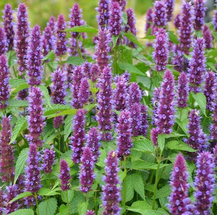 Agastače 'Beelicious Purple'